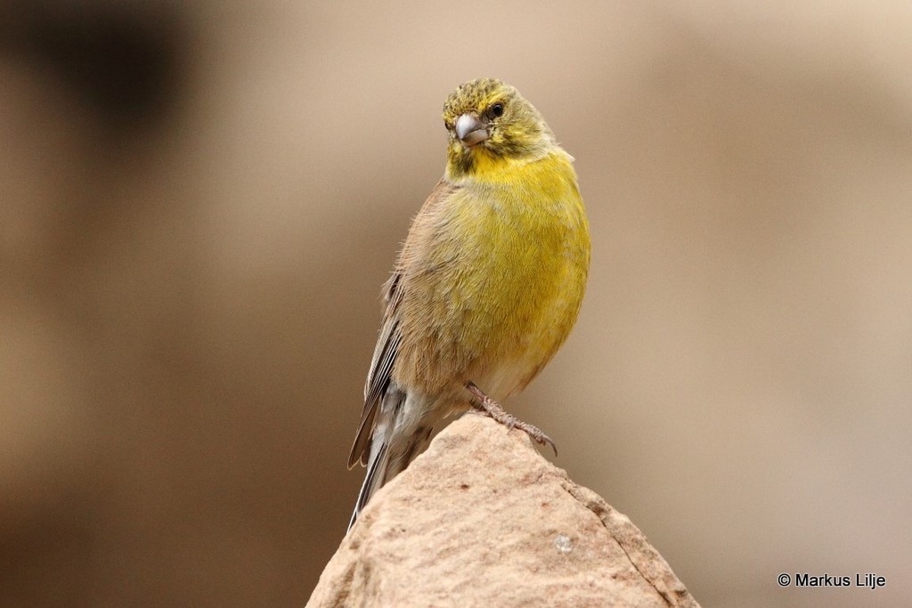 Drakensberg Siskin photo