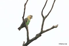 Poicephalus robustus