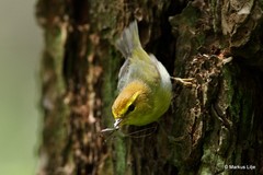 Phylloscopus ruficapilla