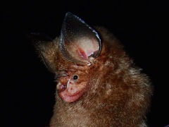 Hipposideros dyacorum
