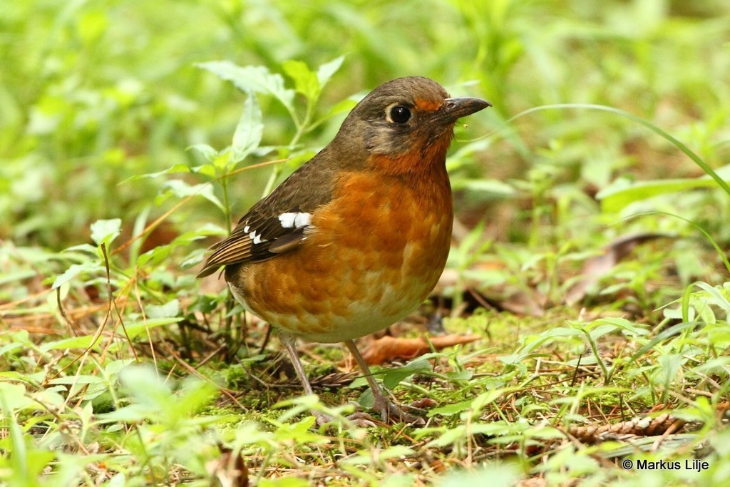 Orange Ground-Thrush photo