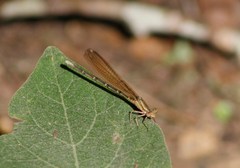 Argia rhoadsi