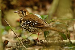 Geokichla guttata