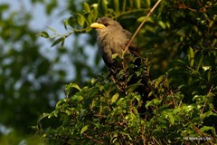 Ceuthmochares australis