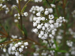 Logania recurva