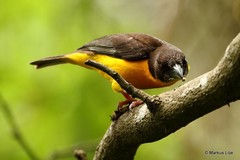Ploceus bicolor