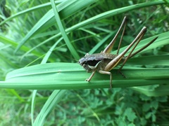 Pholidoptera littoralis