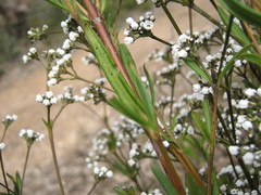 Logania recurva