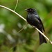 Square-tailed Drongo - Photo (c) Markus  Lilje, some rights reserved (CC BY-NC-ND), uploaded by Markus  Lilje