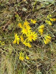 Jacobaea vulgaris
