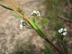 Logania recurva
