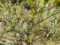 Jacobaea vulgaris