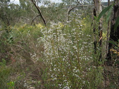 Logania recurva