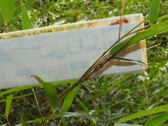 Lopaphus balteatus