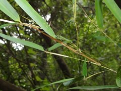 Lopaphus balteatus