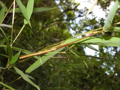 Lopaphus balteatus
