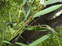 Lopaphus balteatus