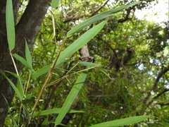 Lopaphus balteatus