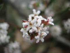 Leucopogon concurvus