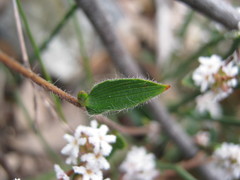 Leucopogon concurvus
