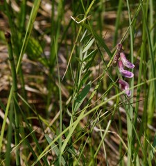 Lathyrus palustris pilosus