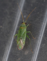Orthotylus virescens