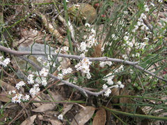 Leucopogon concurvus