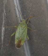 Orthotylus virescens