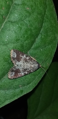 Condica cupentia