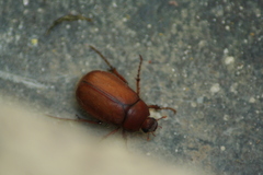 Phyllophaga
