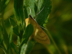 Paratalanta pandalis