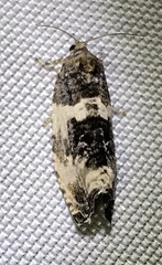 Pseudosciaphila duplex