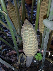 Zamia loddigesii