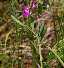 Lathyrus palustris pilosus