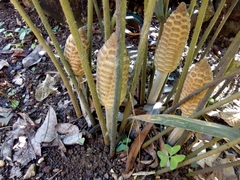 Zamia loddigesii