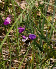 Lathyrus palustris pilosus