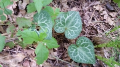 Asarum hartwegii
