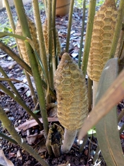 Zamia loddigesii