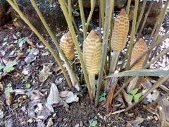 Zamia loddigesii