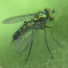 Condylostylus caudatus