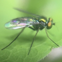 Condylostylus caudatus