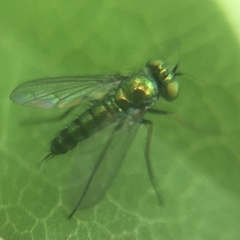 Condylostylus caudatus