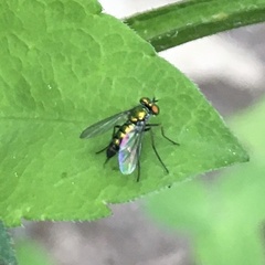 Condylostylus caudatus