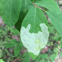 Leucanthiza dircella