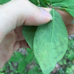 Leucanthiza dircella