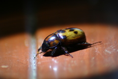 Cyclocephala deceptor