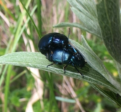 Oreina caerulea