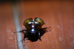 Cyclocephala deceptor