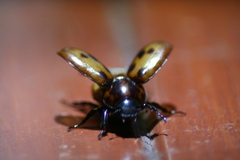 Cyclocephala deceptor