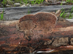 Gloeophyllum abietinum